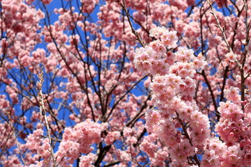 早咲きの雪割り桜　咲き誇る（高知県　桑田山）