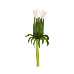 Dandelion Flower on Stem Isolated on White Background Vector Illustration