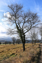 Fototapeta na wymiar Leafless tree on the top of the orchard in winter