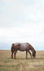 Fototapeta na wymiar horse in the landscape