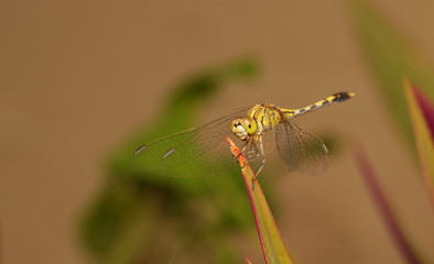 dragonfly on leaf