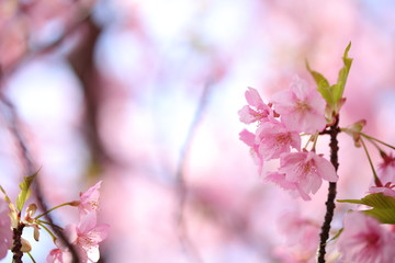 河津桜の風景