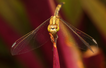 dragonfly on leaf