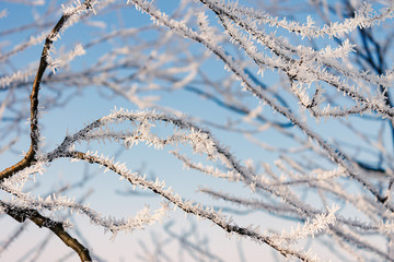 Obraz premium Frost on Tree Branches with Blue Sky on Background - Winter Backdrop