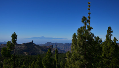 Mountain landscape, pine forest and intense blue sky, natural park of Roque Nublo, summit of Gran Canaria, Canary Islands