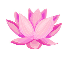 Lotus Flower with Large Showy Petals Isolated on White Background Vector Illustration