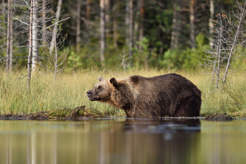 brown bear in water with forest background