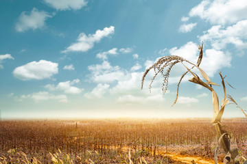 Drought has decimated a crop of corn and left the plants dried out and dead. Symbol of global...