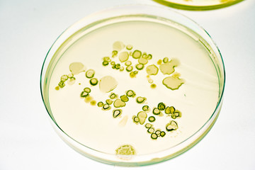 Growing Bacteria in Petri Dishes on agar gel Scientific experiment.