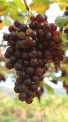 The grapes from the garden  