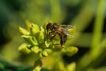 European honey bee (apis mellifera), pollinating avocado flower (persea americana)