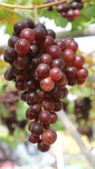 The grapes from the garden  