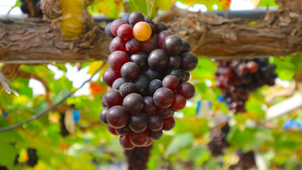 The grapes from the garden  