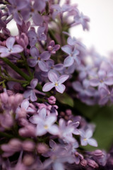 Spring flowering lilac. Bouquet of purple lilac in a white vase on a white background close-up. Selective focus. 