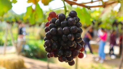 The grapes from the garden  