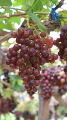 The grapes from the garden  