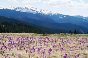 Crosus flowers in the Carpathian mountains