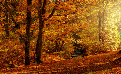 Autumn forest nature. Vivid morning in colorful forest with sun rays through branches of trees. Scenery of nature with sunlight. Wonderful natural background. Fairy tale woodland