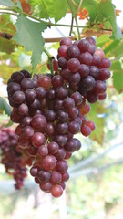 The grapes from the garden  