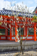 Fototapeta premium 三十三間堂の桃