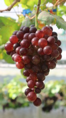 The grapes from the garden  