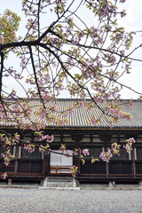 三十三間堂の桜