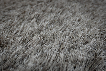 Pile up carpet close up view. Capret background.