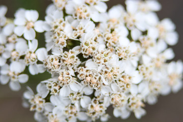 Light, airy bouquet of small white flowers