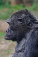 Female western lowland gorilla (Gorilla gorilla gorilla), head portrait © Martin
