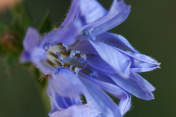Blue flower close-up