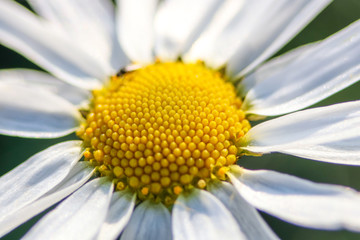 Chamomile flower with white petals