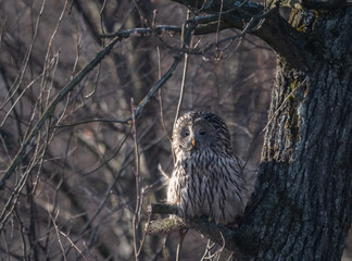 Puszczyk Uralski © Sporywildlife