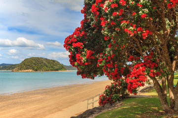 A native pohutukawa tree with red summer blossoms on a beach in the beautiful Bay of Islands, New Zealand