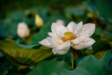 White lotus in the lake in Hue city, Vietnam