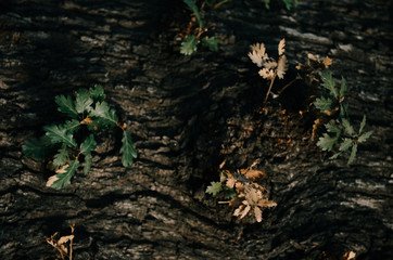 Autumn Tree