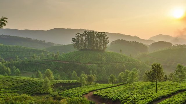 Fresh green tea leaves close up on tea plantations in Munnar, Kerala, India.