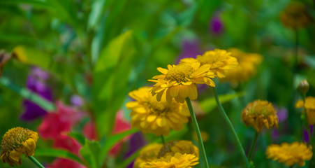 yellow flowers in the garden