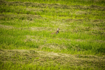 A beautiful small singing bird feeding and singing in the backyard. Spring scenery with a bird.