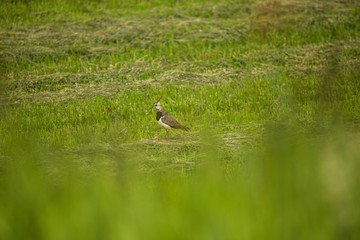 A beautiful small singing bird feeding and singing in the backyard. Spring scenery with a bird.