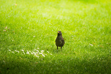 A beautiful blackbird in the spring, getting ready for nesting season. Wild birds in a spring scenery.