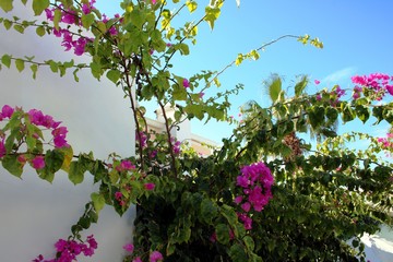 Bougainvillae mediterran