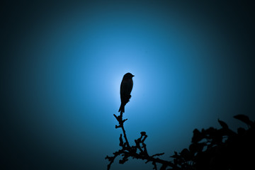 A beautiful dark silhouette of a small singing bird against the blue sky in the evening. Clean, monochromatic look.