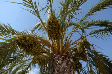 Date palms in the Spanish city of Elche