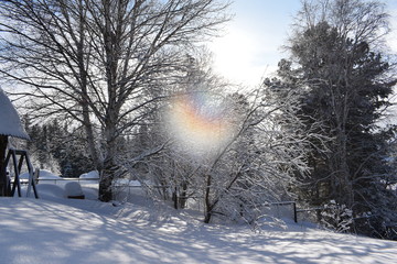 trees in winter