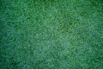 texture of green grass