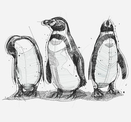 Pinguin Sketch