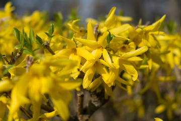 Obraz premium Flowers