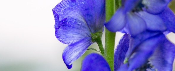 Close up view on Aconitum carmichaelii isolated on blur background.