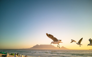 Seagulls flying over beach with table mountain in background