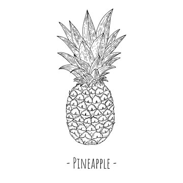 Pineapple. Vector cartoon illustration. Isolated object on a white background. Hand-drawn style.